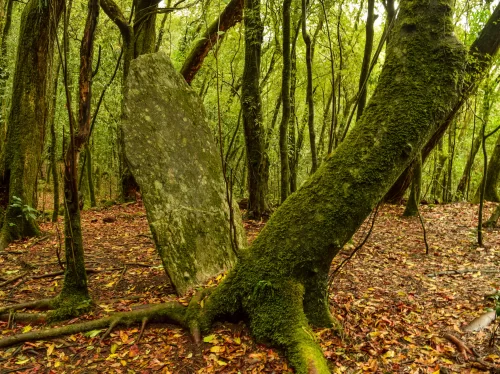 Mawphlang Sacred Forest Shillong Meghalaya mossy ancient monolith standing stone tall tree trunk roots leaf litter forest floor dense green canopy sacred grove menhir cultural heritage site, perfect Meghalaya tour packages.