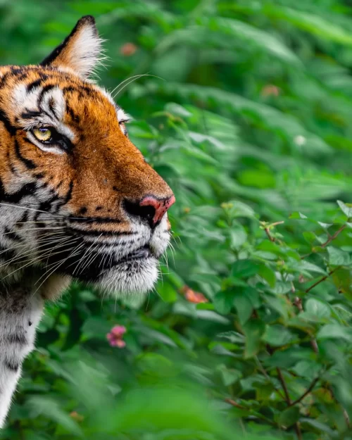Close-up of a Bengal tiger amidst lush green forest in Bandipur National Park, Karnataka, showcasing rich wildlife safari experiences included in Karnataka tour packages.