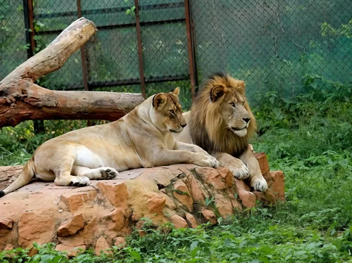 Lion pride male female resting on rock platform at Mysuru Zoo enclosure, surrounded by green fence log grass vegetation, perfect wildlife viewing Karnataka tour package.