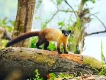 Nameri National Park Assam wildlife forest with golden langur perched on tree log in lush greenery