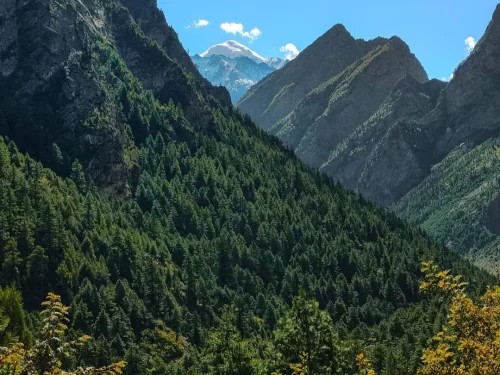 Nanda Devi peak rising above dense pine forests in Nanda Devi National Park near Joshimath, a scenic highlight included in Uttarakhand tour packages