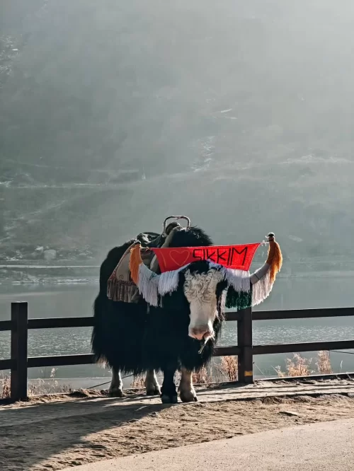 Yak decorated with a colorful Sikkim scarf standing near a scenic mountain lake in Gangtok, a unique cultural experience featured in Sikkim tour packages.