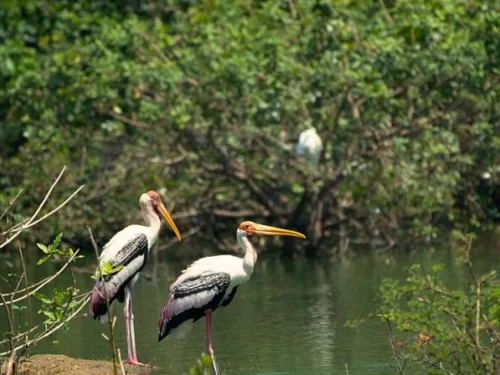 Neel Dhara Pakshi Vihar Haridwar bird sanctuary with migratory storks along Ganga River wetlands