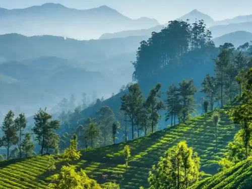 Nilgiris Tea green tea plantations stretching across the rolling hills and mist-covered peaks of the Nilgiris