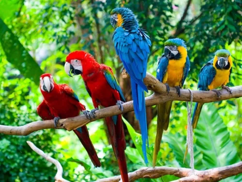Parrot Island, scenic island near Baratang in the Andaman known for spectacular sunset views and flocks of vibrant parrots.