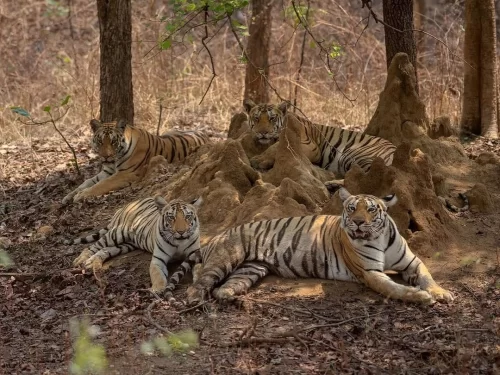 Pench Tiger Reserve Madhya Pradesh Bengal tiger family resting in forest habitat famous wildlife safari national park India