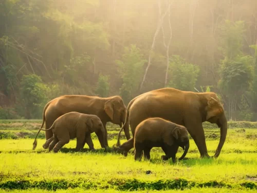 Periyar National Park in Thekkady, Kerala wildlife sanctuary with elephants and rich biodiversity.