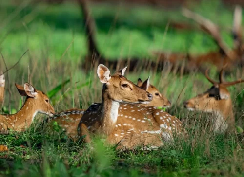 Phen Sanctuary Zone Kanha National Park spotted deer herd in forest habitat in Madhya Pradesh tour packages