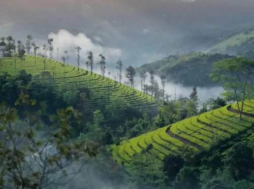 Munnar Tea Garden Photo Point, scenic tea plantations with misty hills in Western Ghats Kerala.