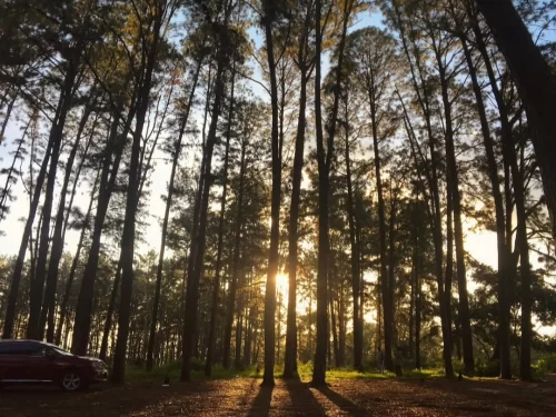 Pine Grove serene forest of tall pine trees with golden sunlight filtering through in Arunachal Pradesh Tour Package.