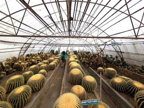 Interior of Pine View Nursery in Kalimpong, West Bengal, showcasing rows of large golden barrel cacti inside a greenhouse, a unique botanical attraction often included in West Bengal tour packages.