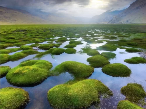 Puga Valley, geothermal hot springs and scenic meadow landscape in Changthang region of Ladakh India.