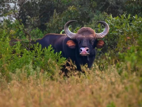 Radhanagari Wildlife Sanctuary in Maharashtra featuring an Indian gaur standing amidst dense forest greenery, a rich biodiversity hotspot included in Maharashtra tour packages 