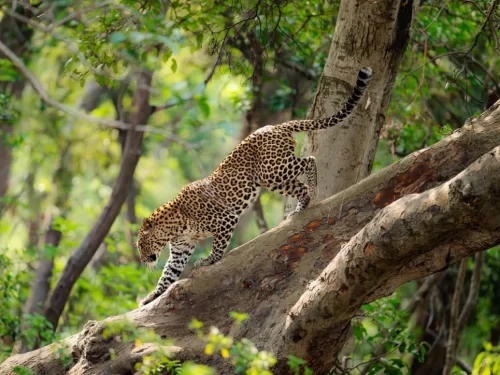 Rajaji National Park Uttarakhand wildlife sanctuary known for elephants, leopards and rich Himalayan biodiversity