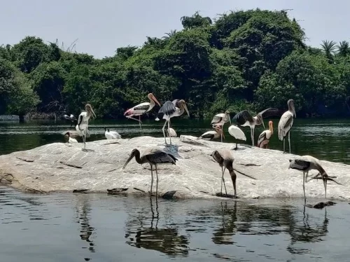 Ranganathittu Bird Sanctuary Karnataka with migratory birds on river islands near Mysore