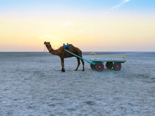 Camel cart at Rann of Kutch during golden hour sunset, featuring brown camel, blue cart, vast white salt desert, perfect adventure experience with Gujarat tour packages.