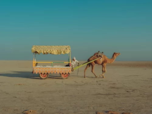 Camel cart ride at Rann of Kutch during clear day, featuring decorated yellow canopy, Kutchi man, camel and vast white salt desert, perfect adventure experience with Gujarat tour packages.