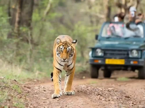 Ranthambore National Park Sawai Madhopur Vast wildlife reserve featuring dry deciduous forests, ancient ruins, and Bengal tigers roaming near Padam Talao lake Rajasthan.