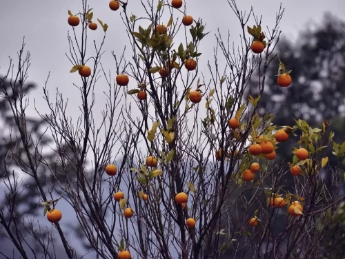 Orange trees at Rimbi Orange Garden during misty weather, featuring ripe oranges and misty forest backdrop, perfect nature Sikkim tour package.