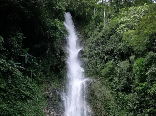 Rimbi Waterfall near Pelling plunging through dense green jungle cliffs, peaceful nature viewpoint, perfect romantic Sikkim tour package.