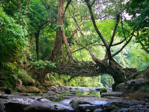 Riwai Living Root Bridge Cherrapunji during sunny day, featuring woven tree roots bridge rainforest trees river rocks reflections, perfect trekking adventure Cherrapunji Meghalaya tour package.