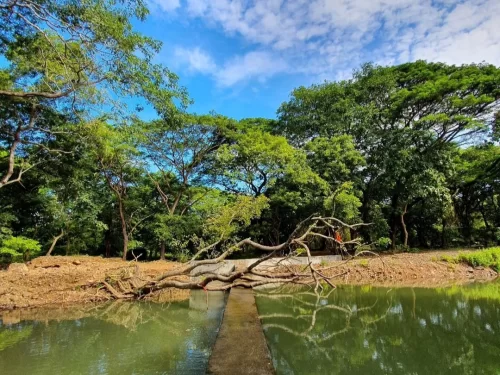 Sanjay Gandhi National Park Mumbai. Lush urban national park with forests, lakes, wildlife and Kanheri Caves.