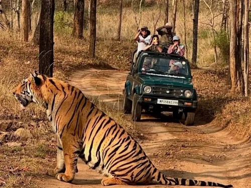 Tiger sighting during jeep safari at Satpura National Park in Madhya Pradesh with visitors observing wildlife, featured in Madhya Pradesh tour packages
