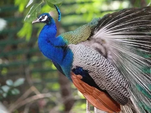 Sayaji Baug Zoo Vadodara popular zoological park featuring diverse wildlife and family-friendly attractions in Gujarat.