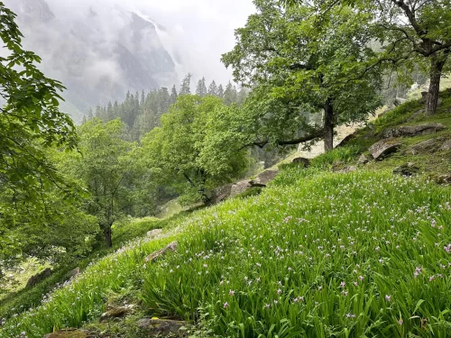 Sethan Valley near Manali featuring lush green meadow with blooming wildflowers, pine trees, and mist-covered Himalayan mountains in the background.