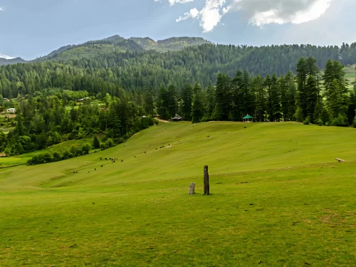 Shangarh Meadow featuring vast lush green grasslands surrounded by dense pine forests, rolling hills, and distant mountain slopes under a clear sky in Himachal Pradesh.