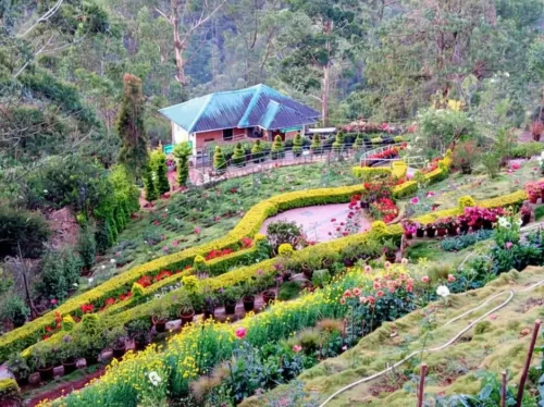 Sharon Flower Garden in Munnar, colorful hillside garden with vibrant blooms and scenic views.