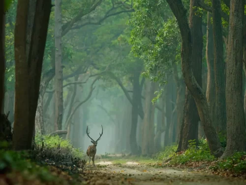 Sigem Daporijo Reserve Forest dense green woodland with a deer walking along a misty trail in Arunachal Pradesh Tour Package.