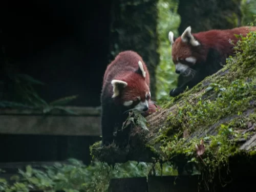 Sikkim Himalayan Zoological Park Gangtok wildlife sanctuary with red pandas in natural Himalayan habitat