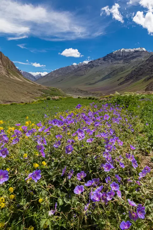 Spiti Valley wildflower meadow with Himalayan mountains featured in Himachal Pradesh tour packages