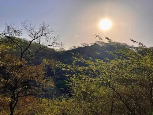 Tree-lined walking path at Sukhna Wildlife Sanctuary Chandigarh during sunny day, featuring arched green canopy, dirt trail, perfect nature Chandigarh tour package.