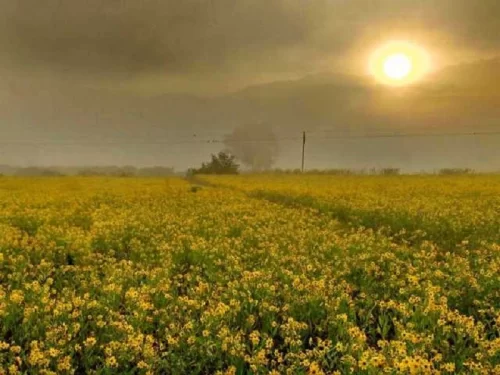 Susan Garden scenic flower fields at sunrise in Andhra Pradesh tour packages.