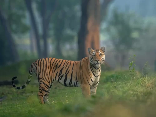 Tala Zone Bandhavgarh tiger sighting in lush forest safari landscape in Madhya Pradesh tour packages