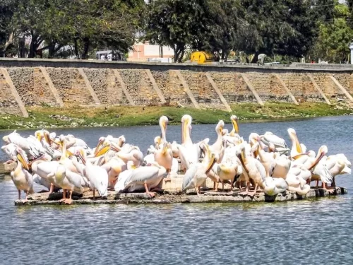 Topansar Lake Gandhidham, serene freshwater lake with pelicans and migratory birds, peaceful nature and birdwatching spot in Kutch Gujarat.
