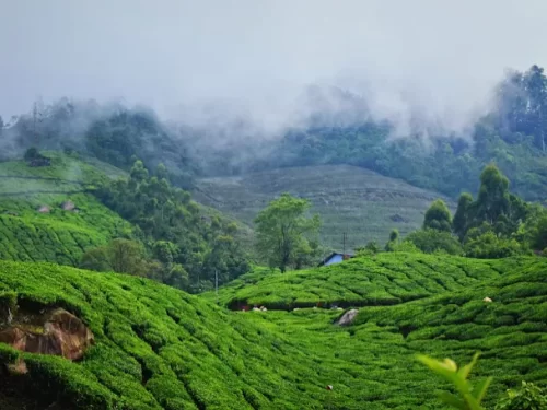 Lush tea garden view in Darjeeling, West Bengal, with rolling green plantations and mist-covered hills, a scenic highlight often featured in West Bengal tour packages.