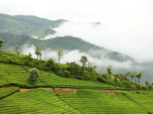 Tea Park Coonoor misty tea plantations during foggy day, featuring rolling green hills and Nilgiri mist, perfect Ooty Coonoor tour package.