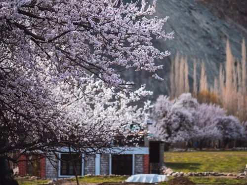 Cherry blossom apricot orchards by stone house at Turtuk Nubra Valley Ladakh during spring bloom, featuring poplar trees and green meadows, perfect adventure experience Ladakh tour package.