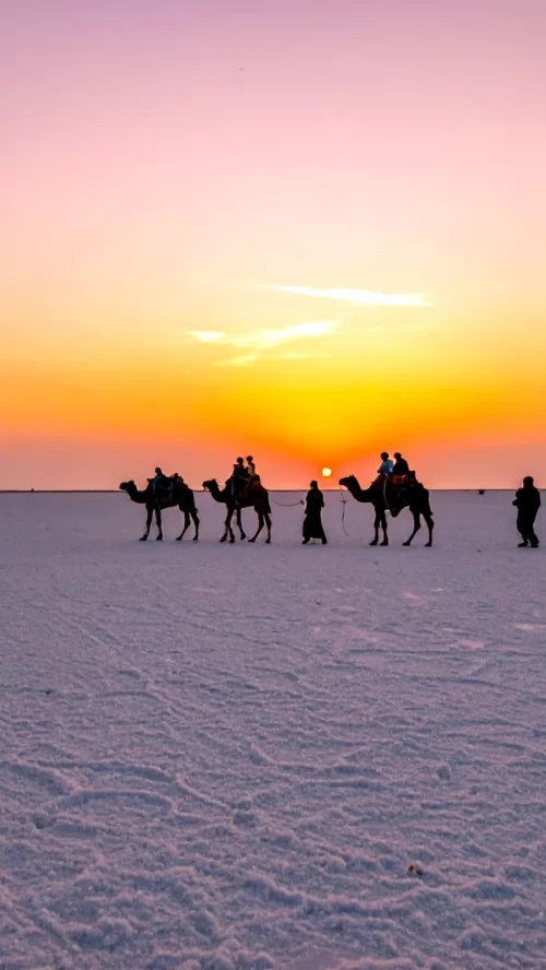 Camel safari at Rann of Kutch Gujarat during golden sunset across white salt desert showcasing unique desert experiences in Gujarat tour packages