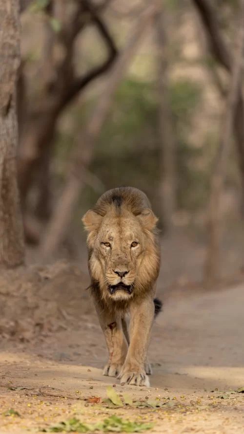 Asiatic lion walking in Gir National Park Sasan Gir Gujarat showcasing thrilling wildlife safari experiences in Gujarat tour packages