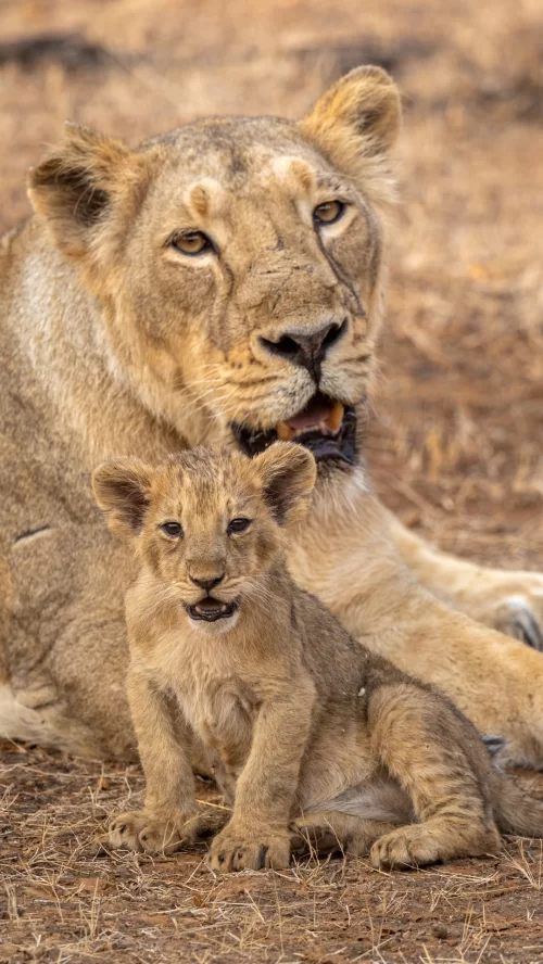 Lioness with cub resting in Gir National Park Sasan Gir Gujarat highlighting unique wildlife experiences in Gujarat tour packages