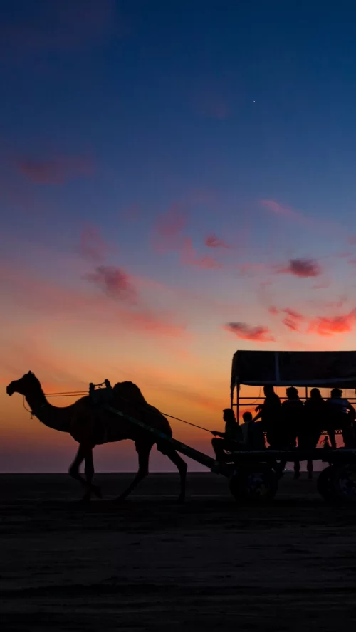 Silhouette of camel cart at Rann of Kutch Gujarat against colorful sunset sky highlighting desert tourism in Gujarat tour packages