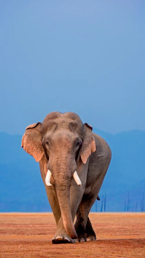 Majestic elephant roaming the golden grasslands of Jim Corbett National Park, Uttarakhand, with the Himalayan foothills in the background—an unforgettable wildlife experience in Uttarakhand tour packages