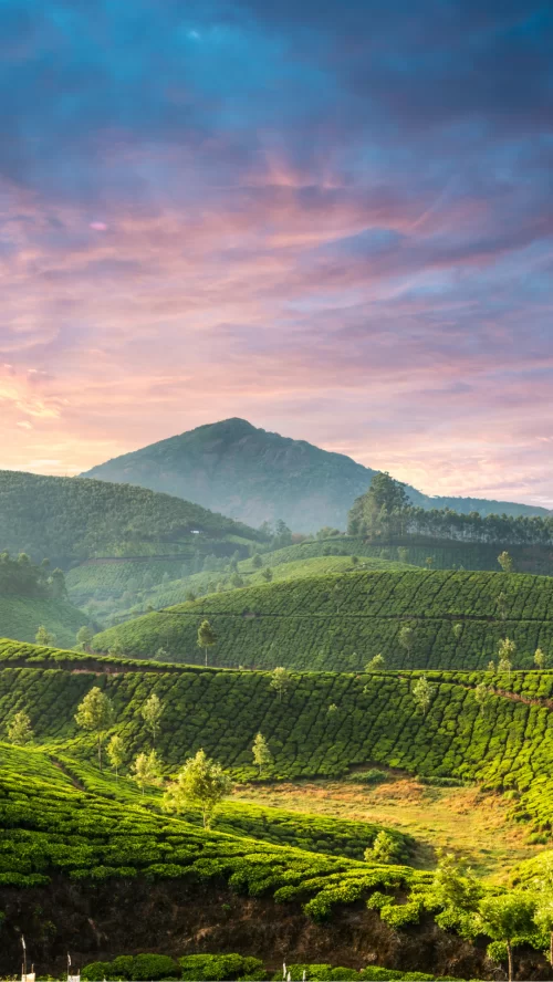 Rolling tea plantations and misty hills at sunrise in Munnar, Kerala, with vibrant skies and lush greenery, a scenic hill station destination featured in Kerala tour packages.