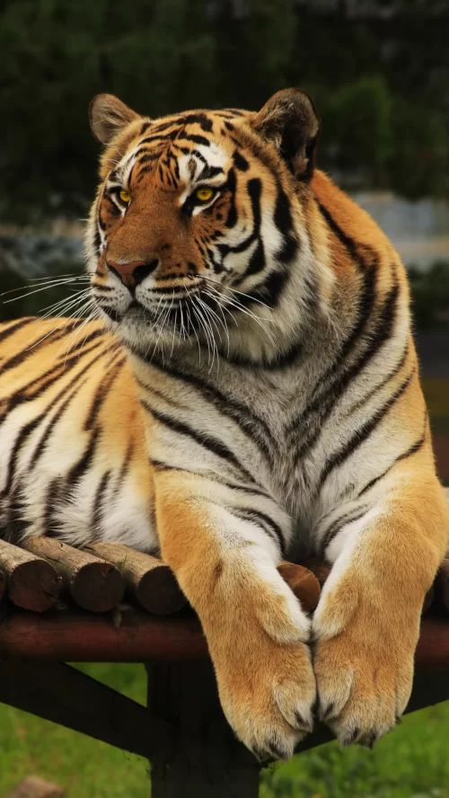 Pench Tiger Reserve Bengal tiger resting in forest habitat famous wildlife safari destination in Maharashtra India Maharashtra tour packages