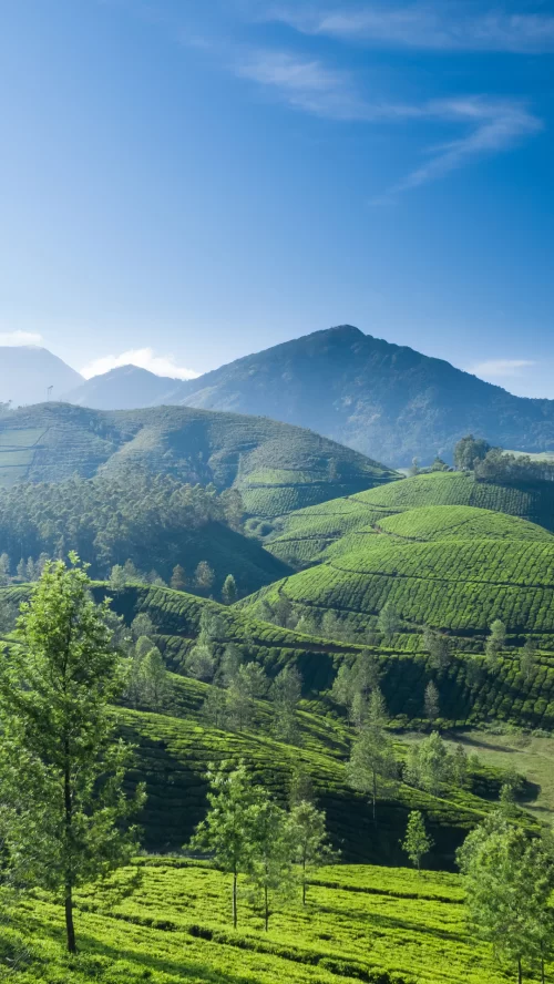 Lush terraced tea gardens spread across rolling hills with Himalayan mountain views in Darjeeling, a refreshing escape featured in West Bengal tour packages.
