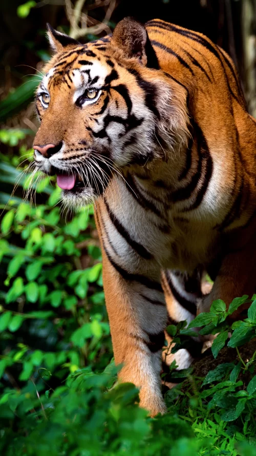 Bengal tiger safari at Ranthambore National Park Rajasthan in lush forest, featuring green foliage, perfect wildlife experience Rajasthan tour package